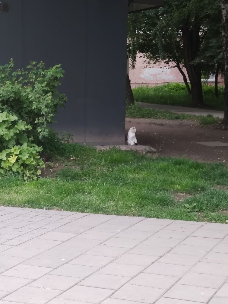 Киця чекає на господаря!