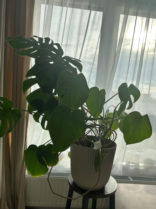 Monstera kwiat doniczkowy