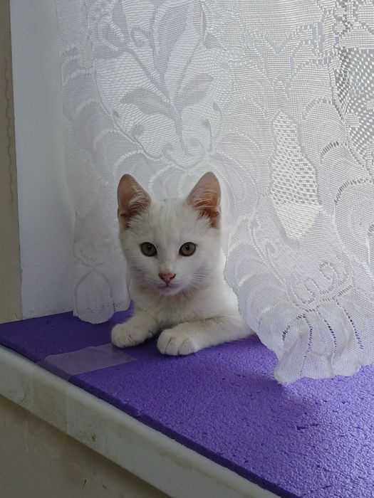 Кошеня (кіт) безкоштовно!