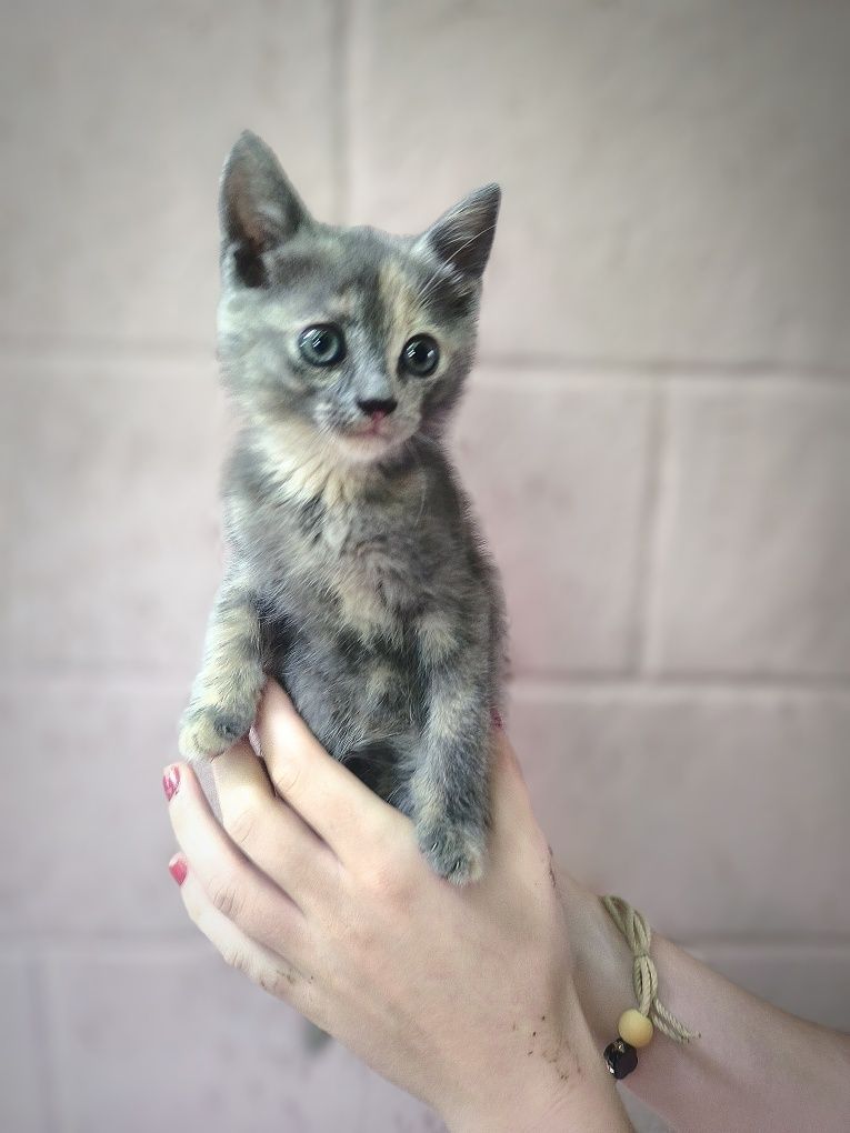 Кошенятка дівчатка, котики.