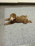 Bedlington terrier FCI samiec piaskowy sandy metryka ZKwP