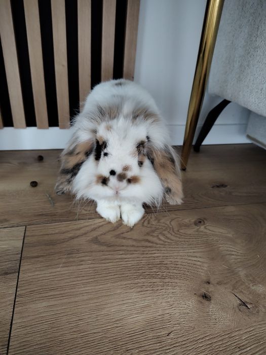 Oddam kroliczka w dobre ręce