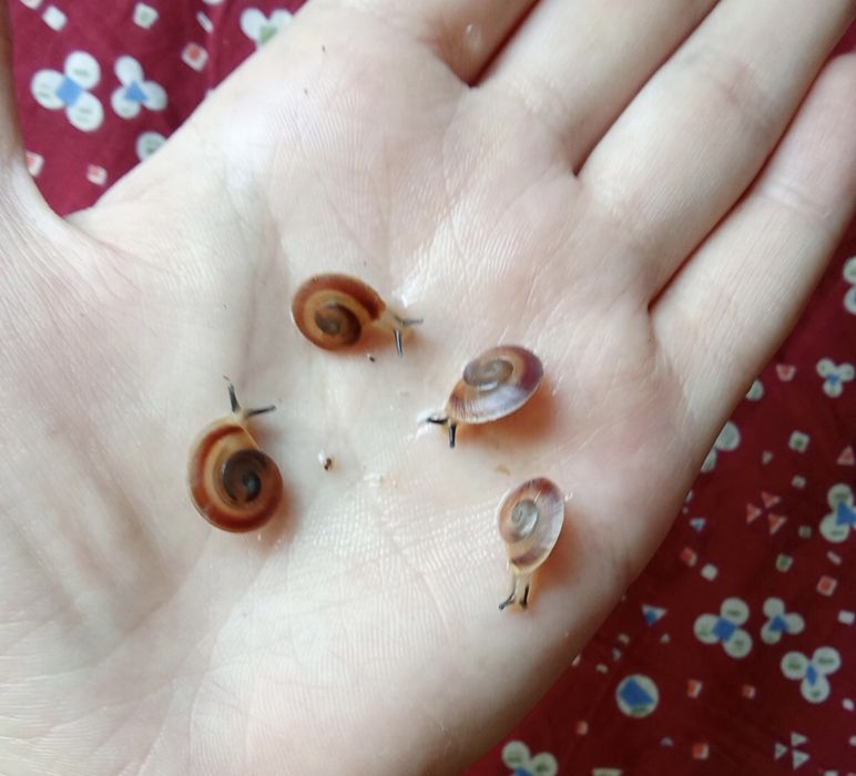 Караколусы