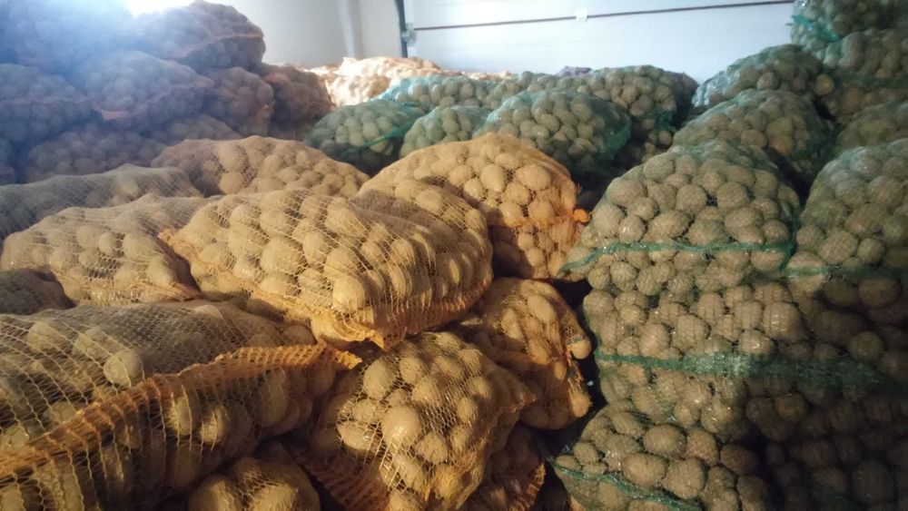 Ziemniaki 35-50 jadalne wielkość sadzeniaka nowe odmiany
