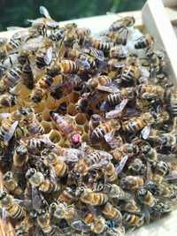 Sprzedam w czerwcu łagodne unasienione matki pszczele