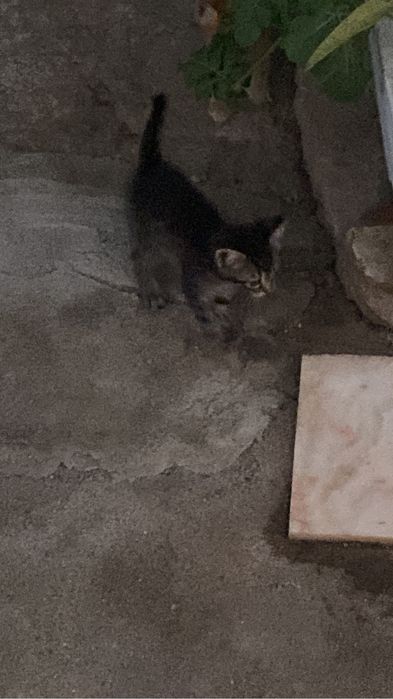 Da se gatinha bebe