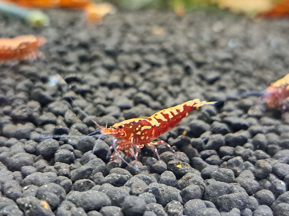 Krewetki caridina poselekcyjne różne odmiany