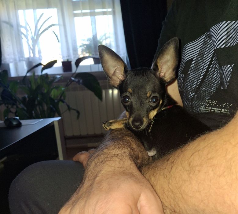 Ratlerek pinczer miniaturka