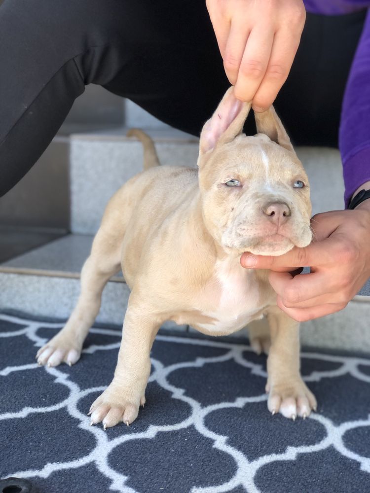 American Bully XL suczka Shelby