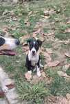 Cachorrinhos Ratonero  - doação