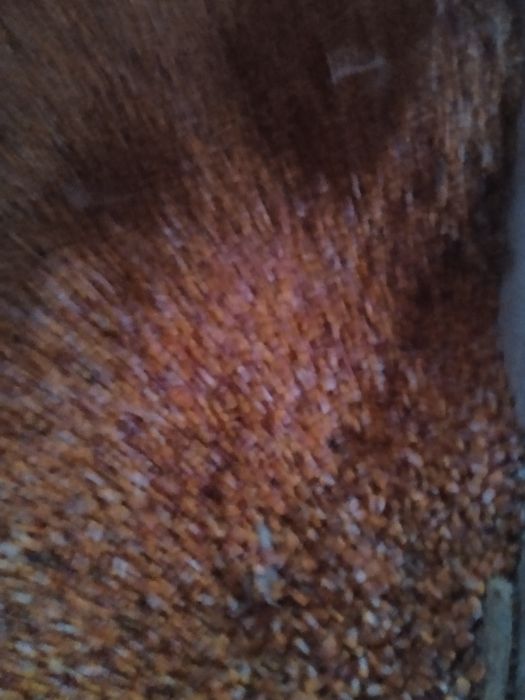 Продам кукурудзу