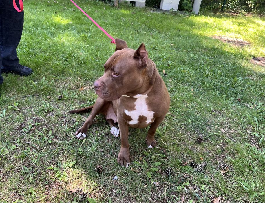 Coco rasy American Pit Bull szuka domku