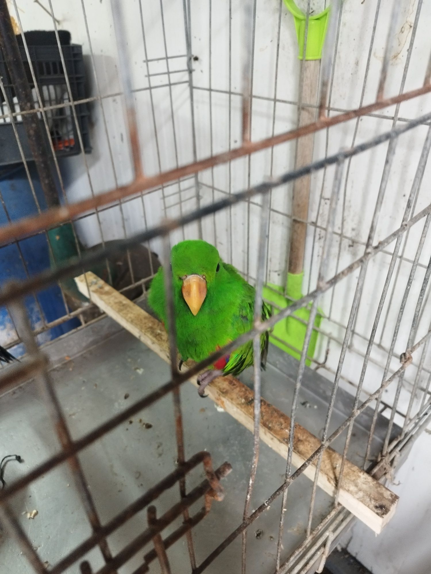Disponível 2 machos ecletus