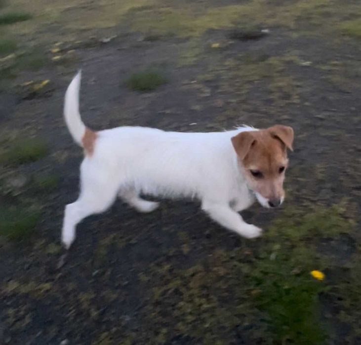 Suczka Jack Russell Terrier - 6 mcy