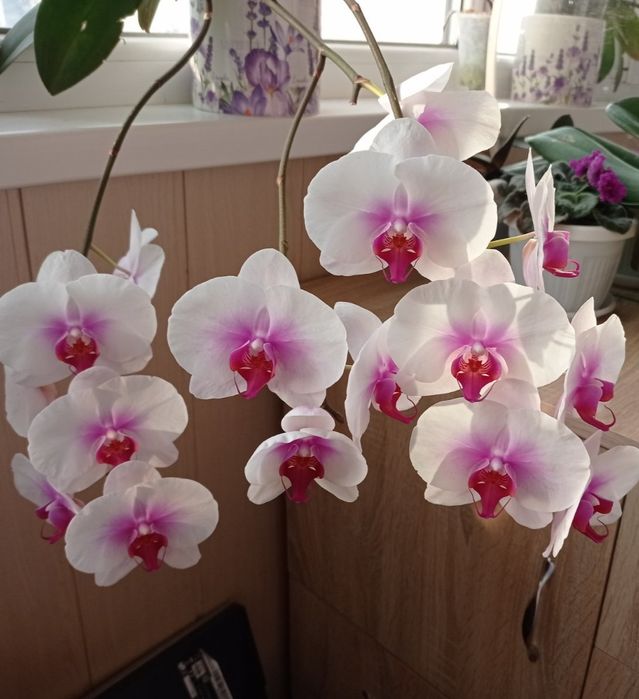 Орхідея Phal.Mountion