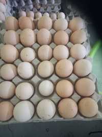 Jajeczka wiejskie z kurnika ekologicznego