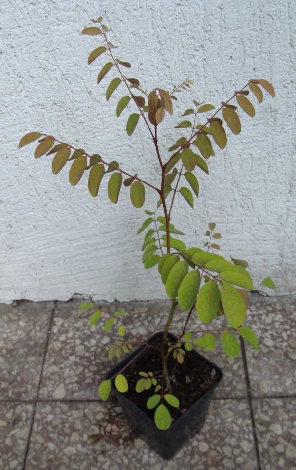 ROBINIA AKACJOWA Akacja - sadzonki w doniczkach