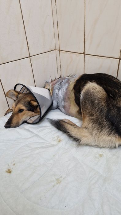 Песик без лапки потребує дому