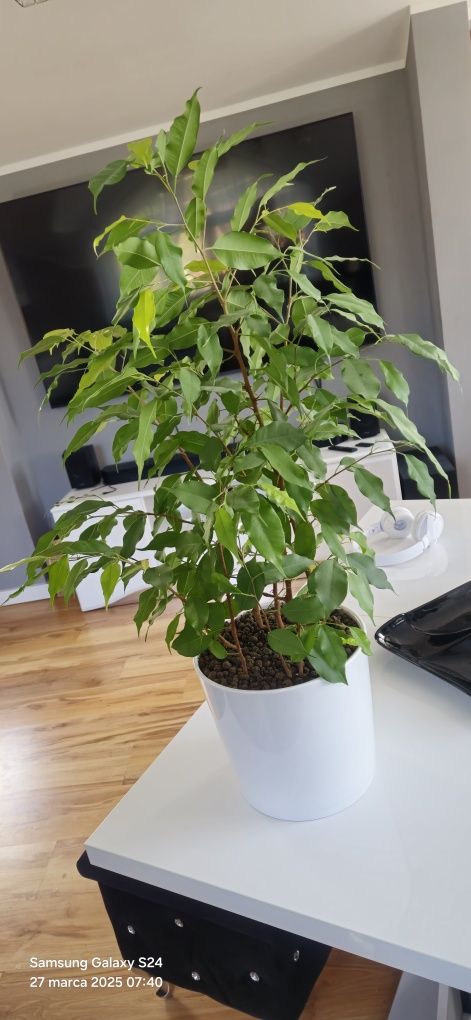 Figowiec Benjamina