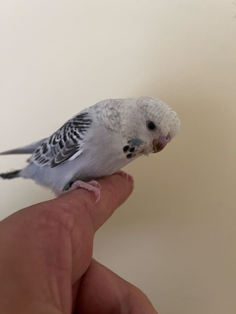 Periquito ingles domesticado