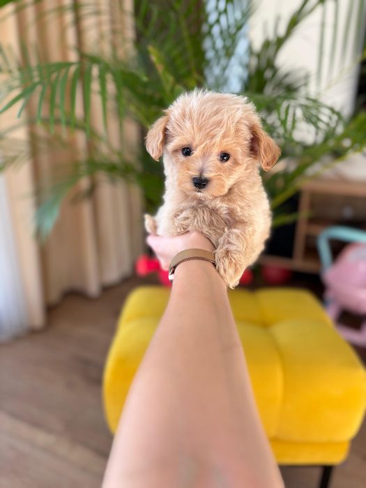 Maltipoo Dostojny Samiec Kawowy Art Puppies