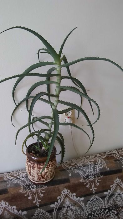 Алоє. Вазонок для лікарсьва