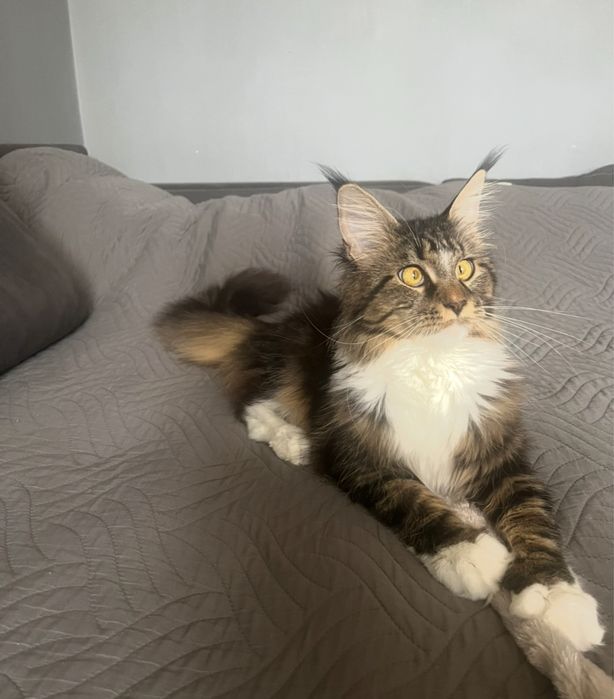 Maine  Coon  kotka.