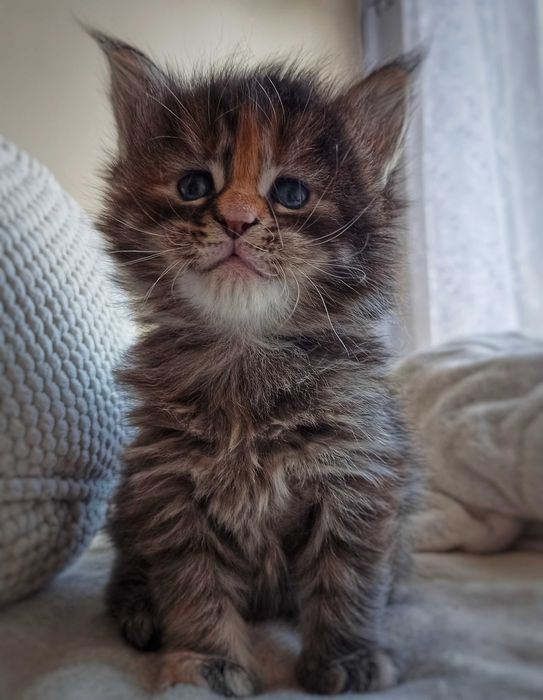 Kotka Maine Coon czarna szylkretka / FPL ZAREZERWOWANA