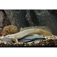 Поліптерус сенегальский, альбинос, экзотические рыбы