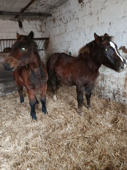 Zrebówki pogrubione