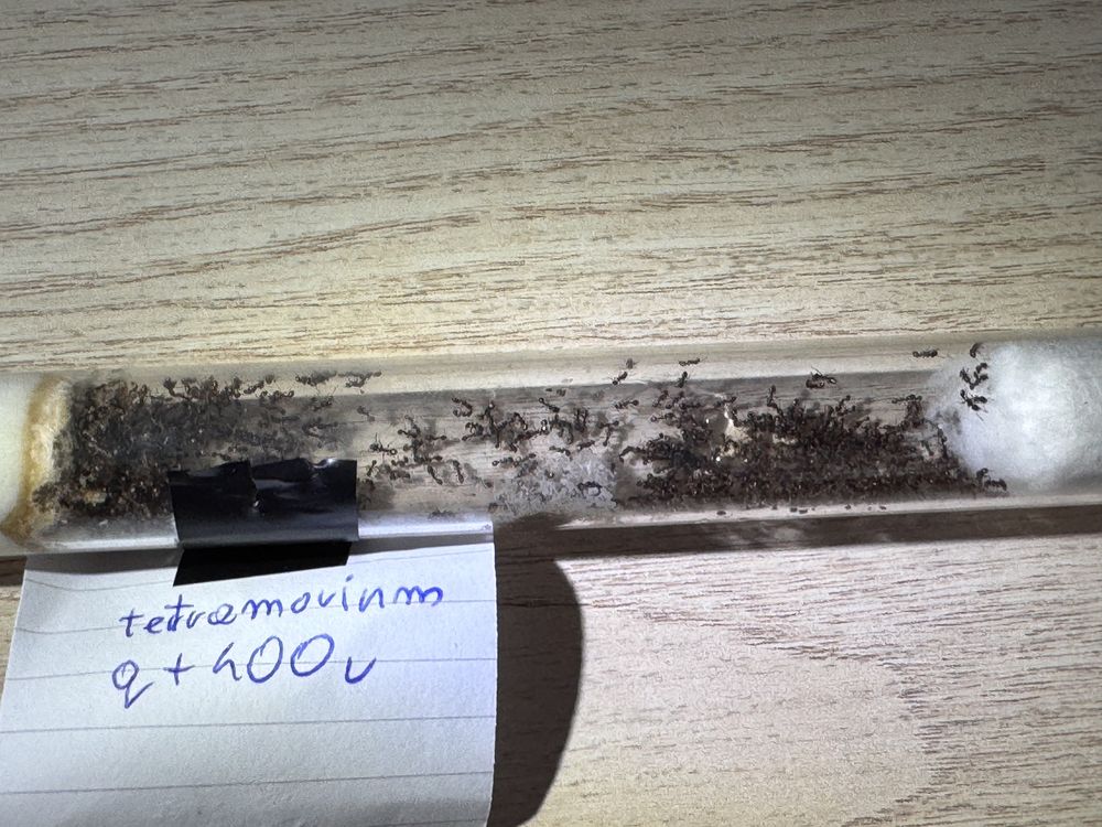Tetramorium caespitum królowa + 400 robotnic mrówki