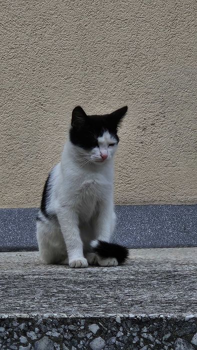 Kotki do oddania
