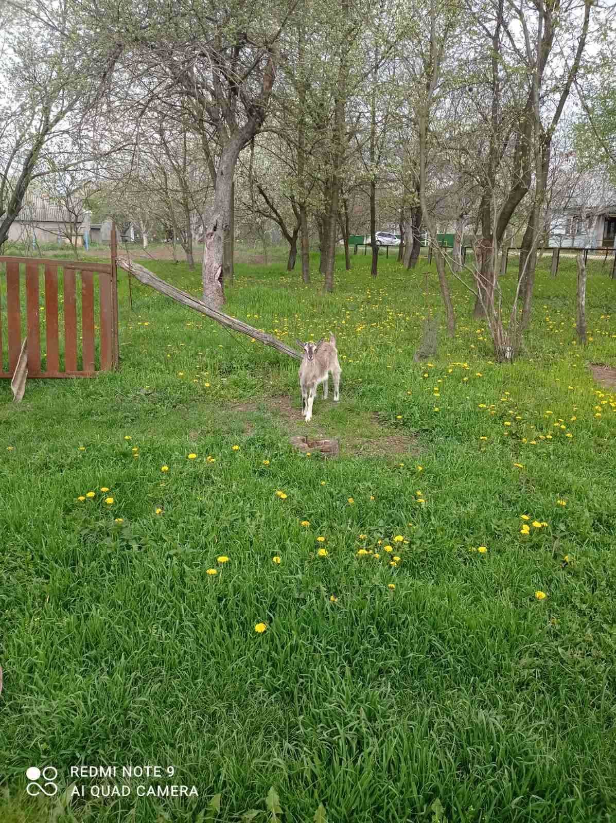 Продаються молоді кізочки