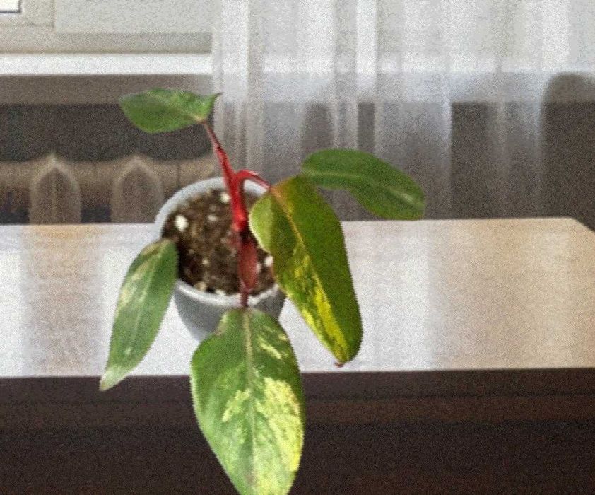 Філодендрон strawberry
