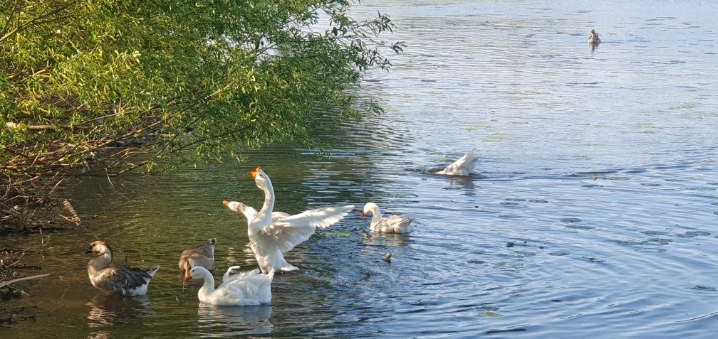 Продам Дорослі Домашні Гуси (Гусак та Дві Гусині)