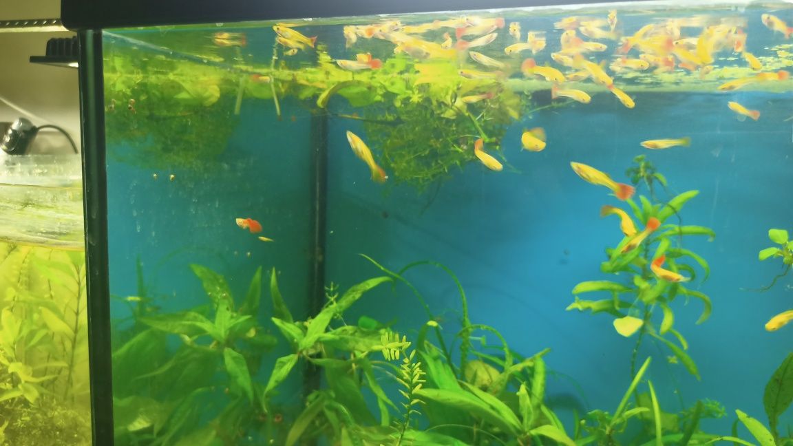 Guppies Red Blonde