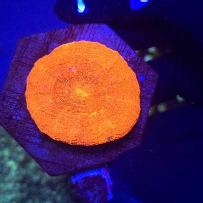Scolymia Orange australis WYSIWYG #29 koralowce akwarystyka morska