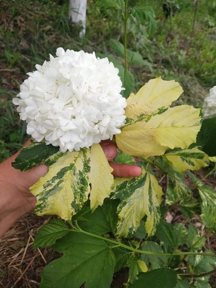 Калина Печхін,варієгатна