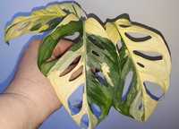 Monstera adansonii variegata