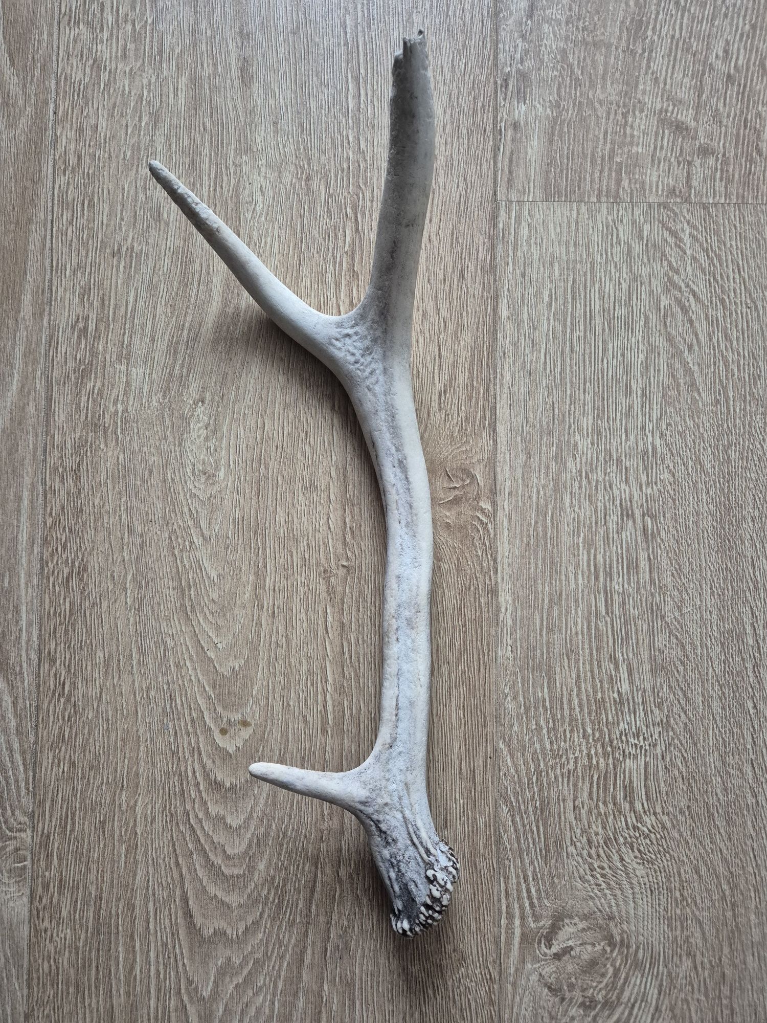 Zrzut, poroże, 3