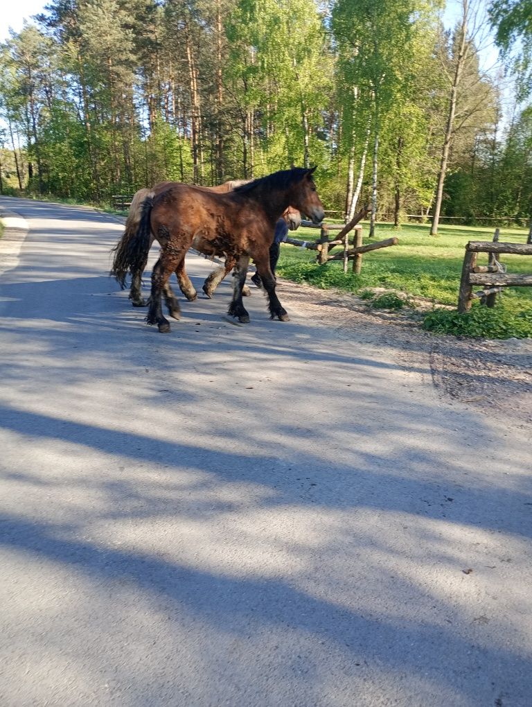 Klacz źróbka 12 miesięcy