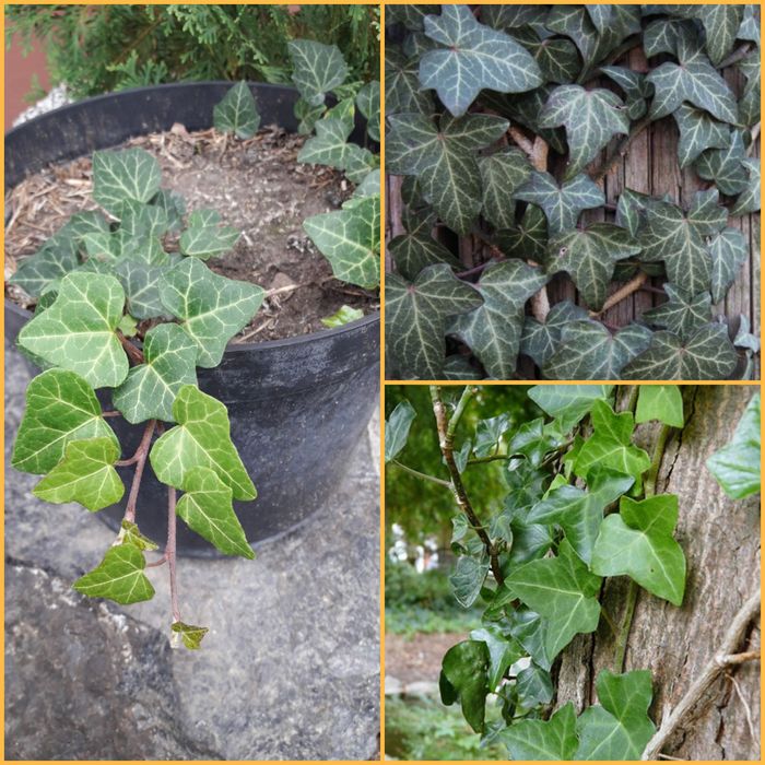 Овсяница,осока пальмолистная,щучка,злаки,карекс,аир,плющ,императа,юкка