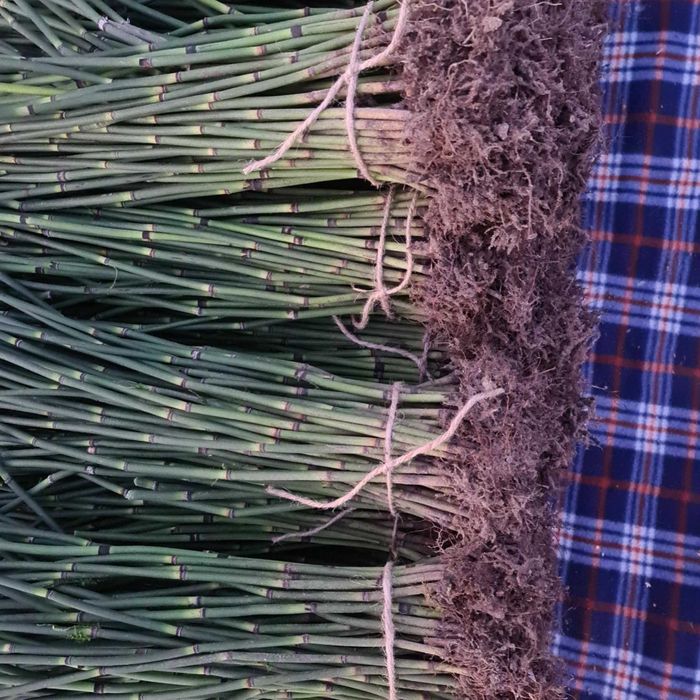 Skrzyp zimowy bambusowy zimozielony HIT sezonu 100 sadzonek !!!