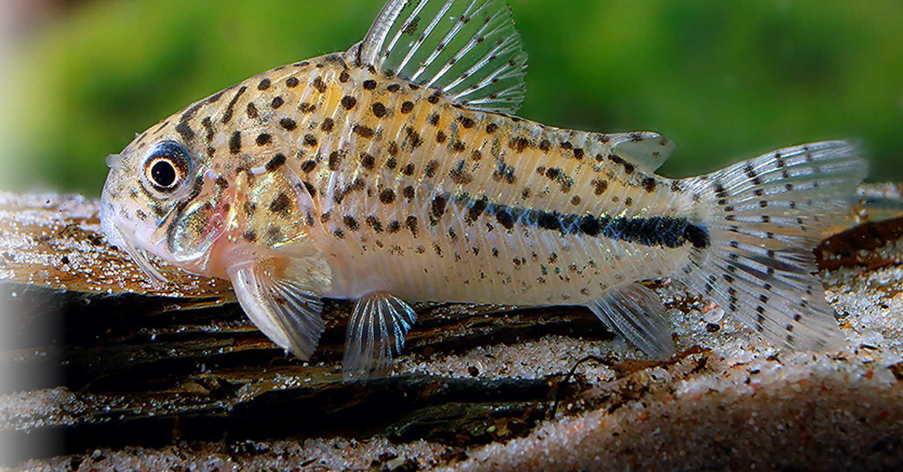 Kirysek Bonda - Corydoras bondi - Kirys - dowóz, wysyłka