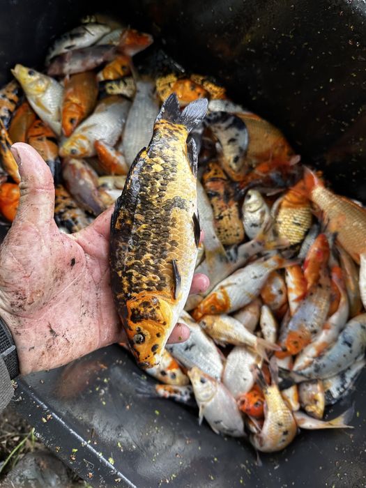 Karp Koi idealne do oczka wodnego