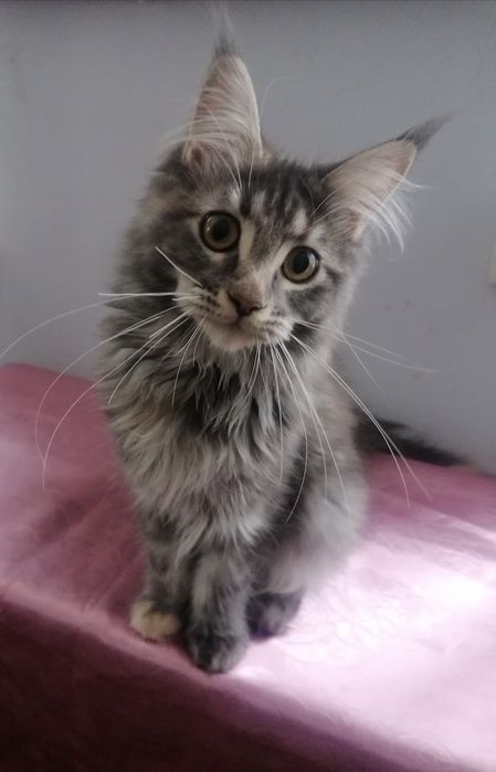 Мейн-кун   киця.