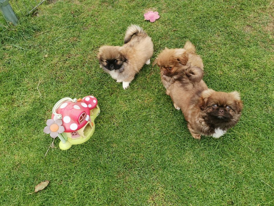 Pekińczyk Pekińczyki  Nie Shih Tzu