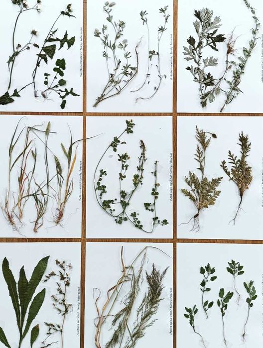 30 gat WYBÓR TEMATU I GATUNKÓW zielnik 2025 z opisami