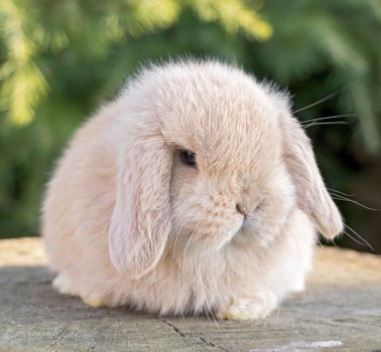 KIT Coelhos anões orelhudos, mini lop adoráveis e super inteligentes