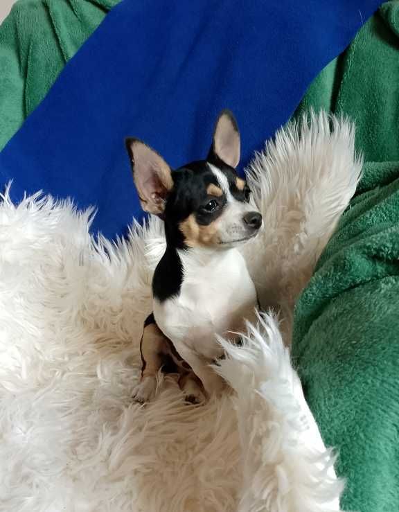 Chihuahua chłopiec